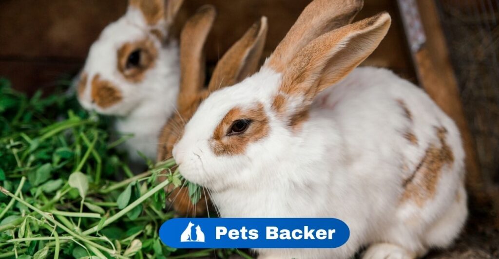 Can Rabbits Eat Celery? | PetsBacker