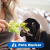 Can Rabbits Eat Celery PETS BACKER