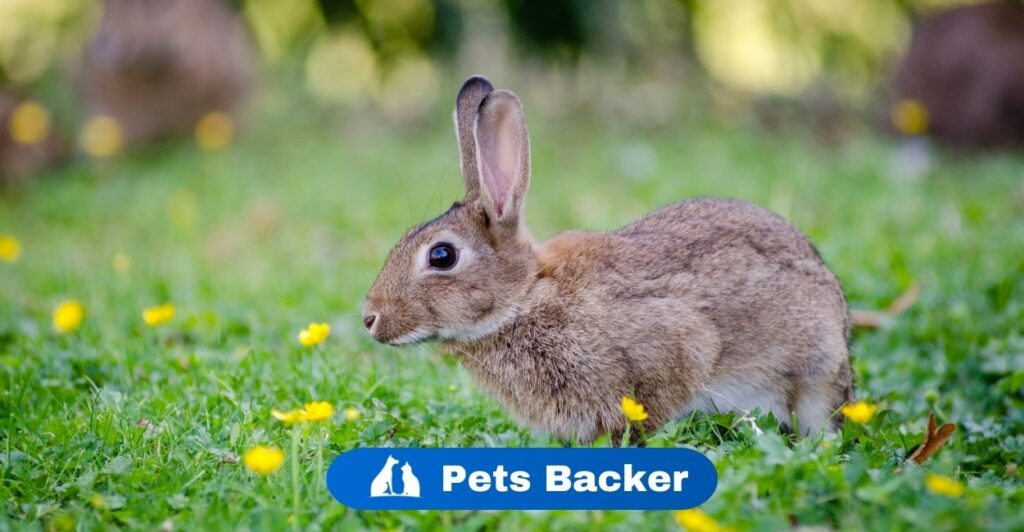 Can Rabbits Eat Celery? | PetsBacker