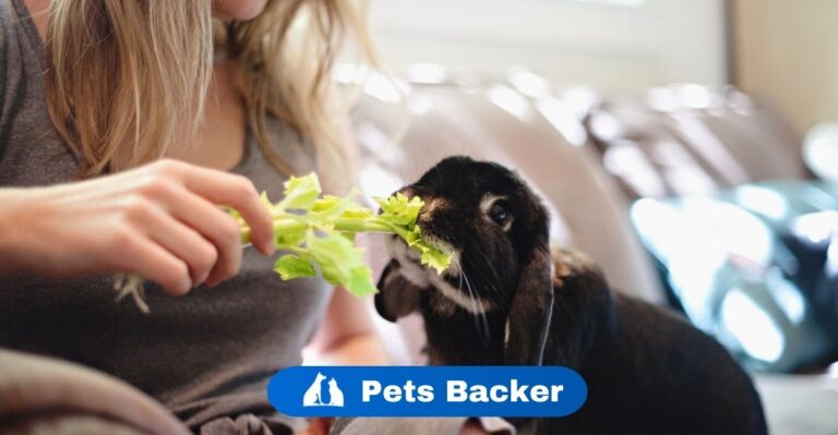 Can Rabbits Eat Celery? | PetsBacker