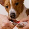 DOG GROOMING USA AND GROOMER ARTIST ACADEMY​ PETS BACKER
