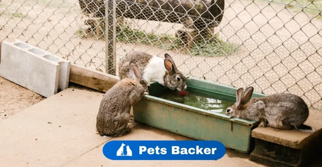 How Much Liquid Corid Water Rabbits Need?