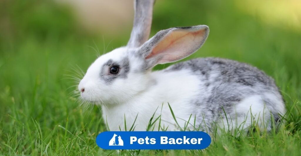 Can Rabbits Eat Celery? | PetsBacker