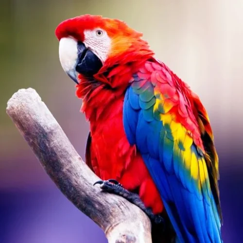 Parrot Names | Pets Backer