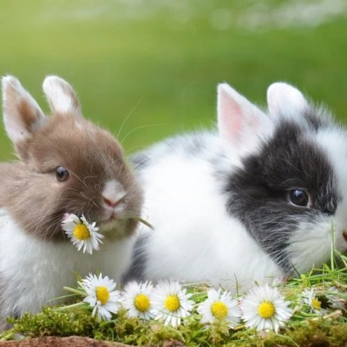 Rabbit-Names